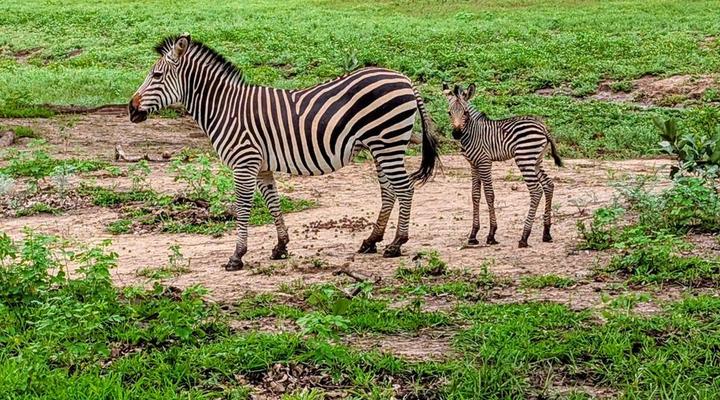 Royal South Luangwa Safaris Lodge