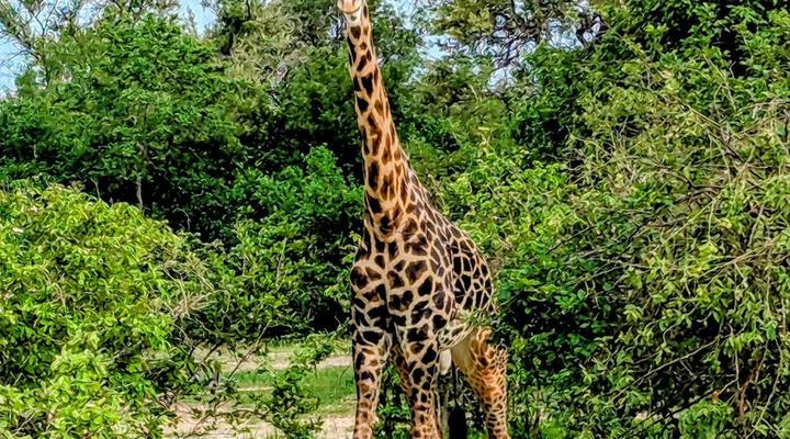 Royal South Luangwa Safaris Lodge