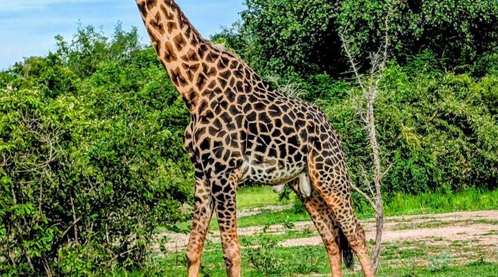 Royal South Luangwa Safaris Lodge