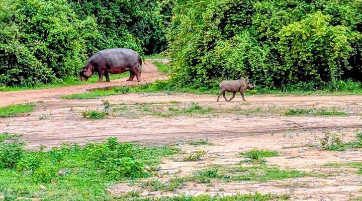 Royal South Luangwa Safaris Lodge