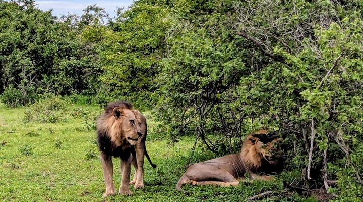 Royal South Luangwa Safaris Lodge