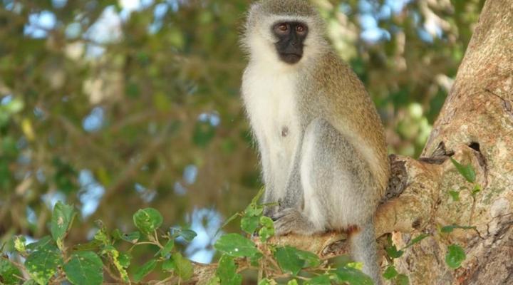 Switsongo Boutique Bed and Breakfast