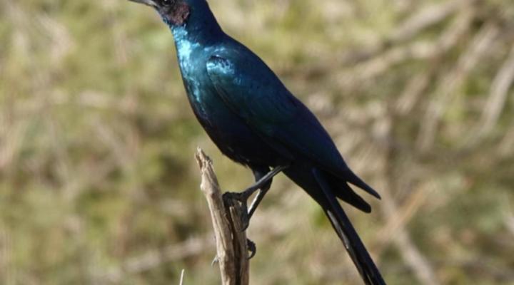 Switsongo Boutique Bed and Breakfast