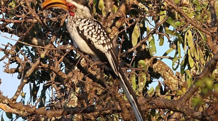 Switsongo Boutique Bed and Breakfast