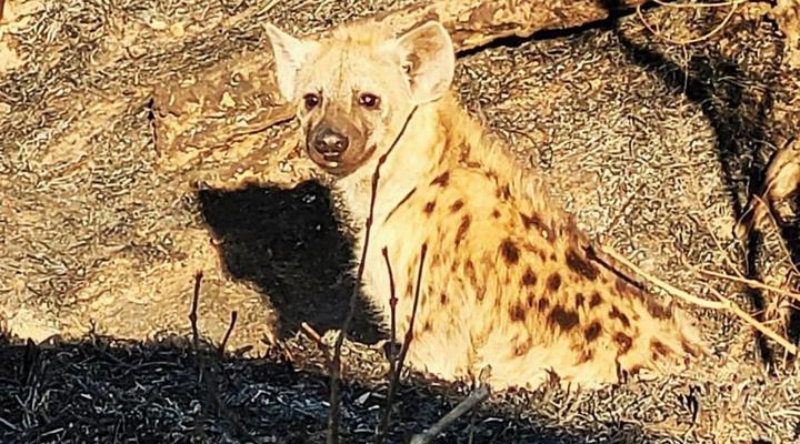 Switsongo Boutique Bed and Breakfast