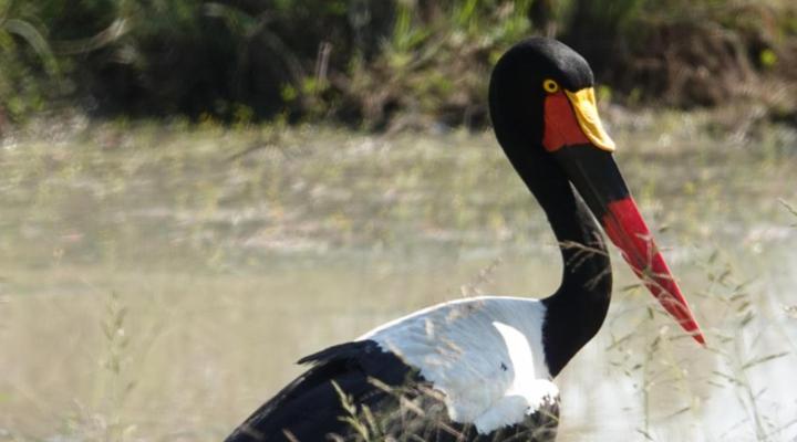 Switsongo Boutique Bed and Breakfast