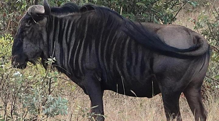 Switsongo Boutique Bed and Breakfast