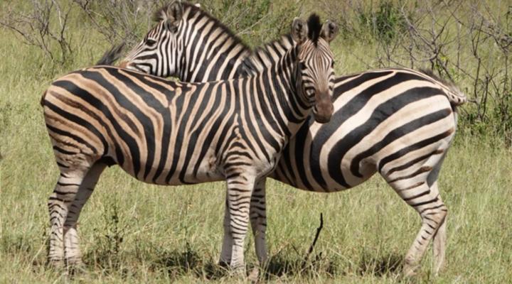 Switsongo Boutique Bed and Breakfast