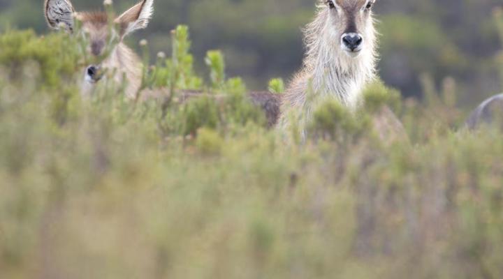 Fungamukaba Sanctuary Stone Cottage