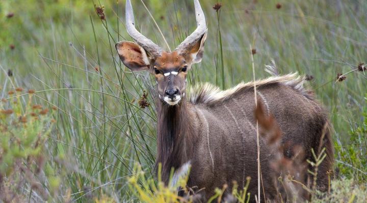 Fungamukaba Sanctuary Stone Cottage