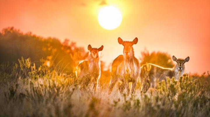 Fungamukaba Sanctuary Stone Cottage