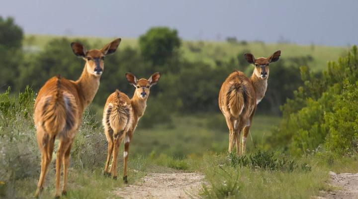 Fungamukaba Sanctuary Stone Cottage