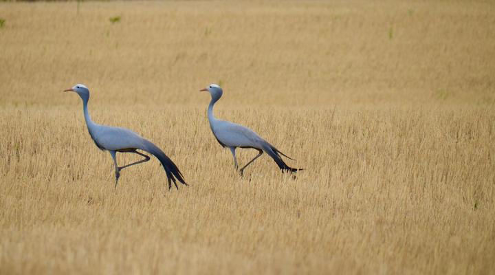 Dassenheuwel Farm Stay