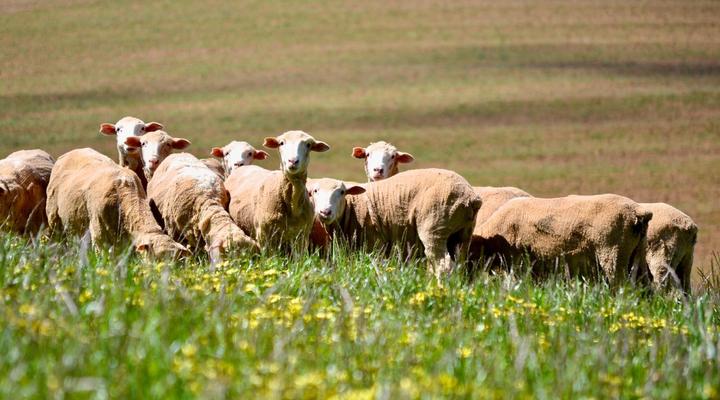 Dassenheuwel Farm Stay