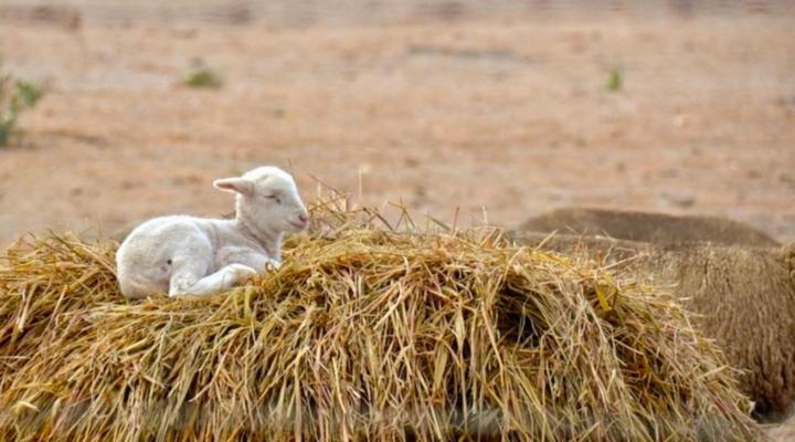 Dassenheuwel Farm Stay