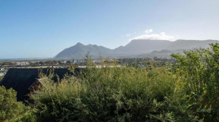 African Violet - Loft Living