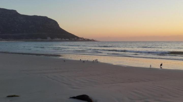 African Violet - Loft Living