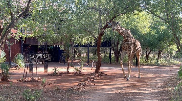 Kruger Kumba - Mugwenzi