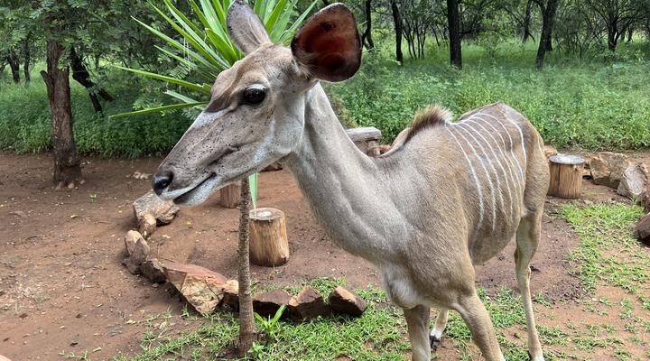Kruger Kumba - Mugwenzi