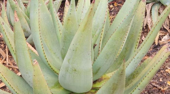 Old Hoek Guest House