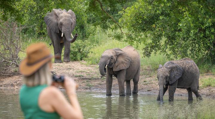 Kambaku Safari Lodge Timbavati