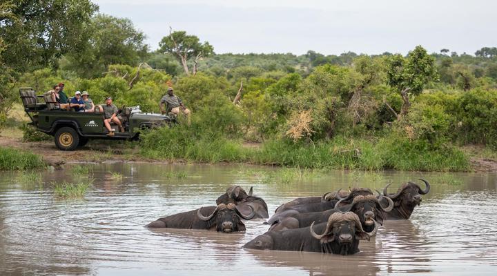 Kambaku Safari Lodge Timbavati