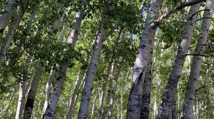 Aasvogelkrans Farm Cottages & Camping