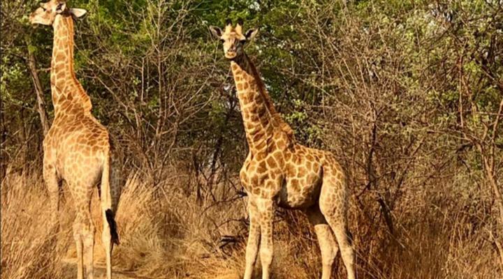 Trichardspoort Game Farms