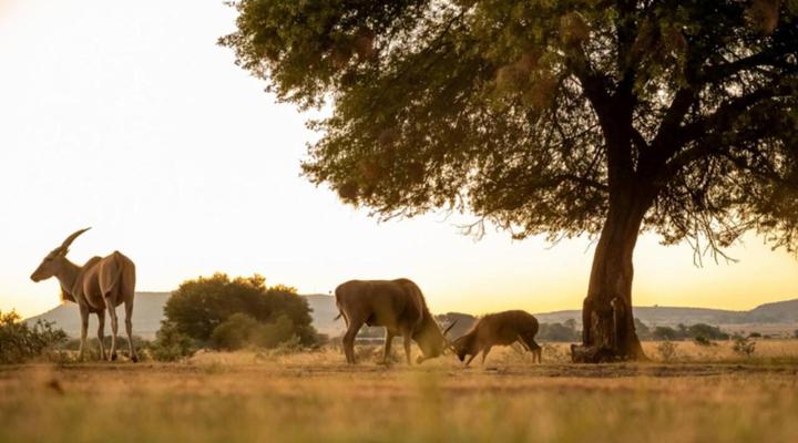 Anna Africa Guest House