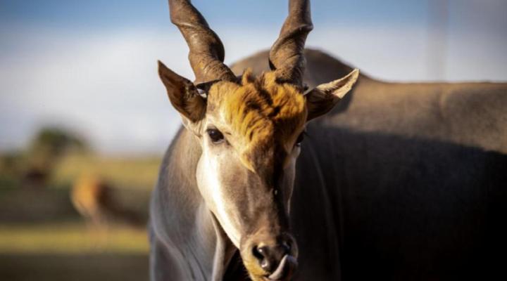 Anna Africa Guest House