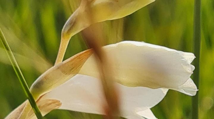 Mosswood Bed & Breakfast