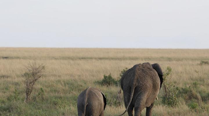 Kruger Untamed - Tshokwane River Camp