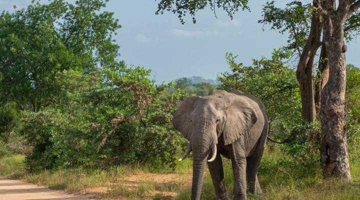 Kruger Untamed - Satara Plains Camp
