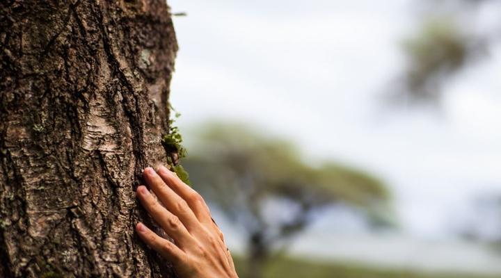 Kruger Untamed - Satara Plains Camp