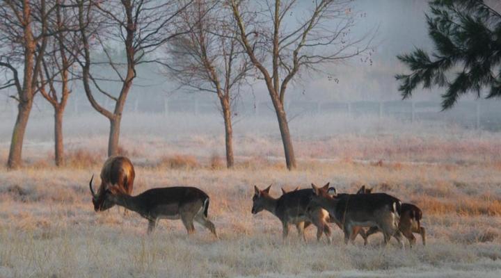 Airport Bird & Game Lodge