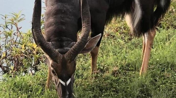 Panache Wildlife Cottage