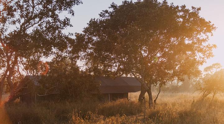 Kruger Untamed - Satara Plains Camp
