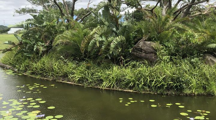 Villa 1148 Caribbean Estate