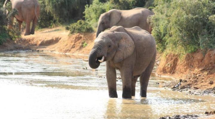 Elephants Footprint Lodge