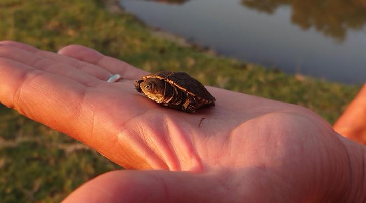 Simunye Private Game Reserve