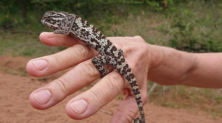 Simunye Private Game Reserve