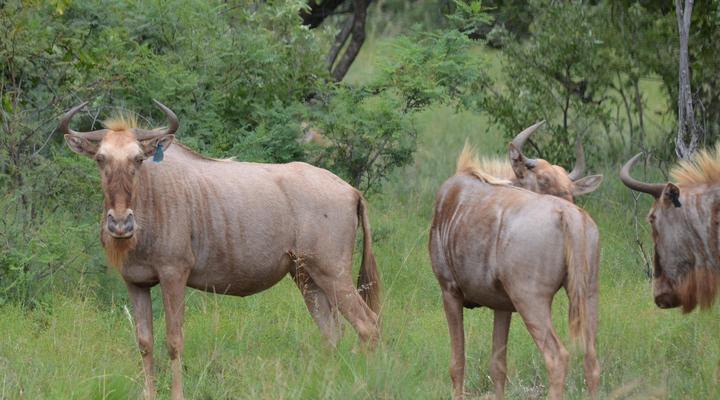 Simunye Private Game Reserve