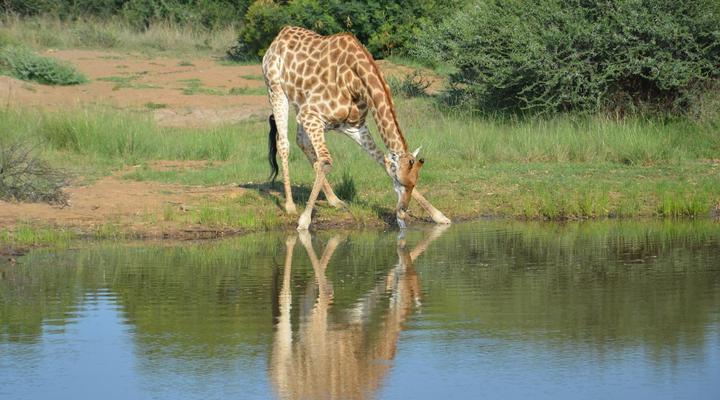 Simunye Private Game Reserve