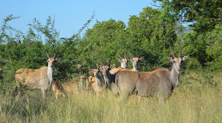 Simunye Private Game Reserve