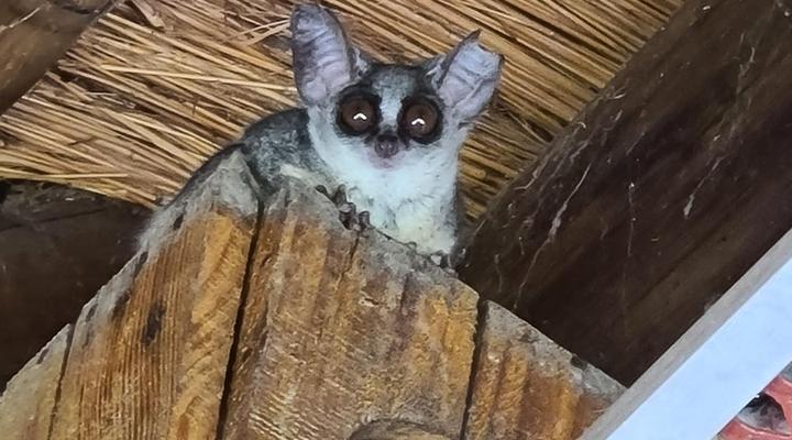 Six Sense Self Catering Guest House (Marloth Park)