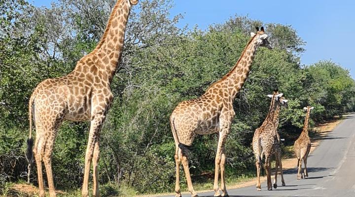 Six Sense Self Catering Guest House (Marloth Park)