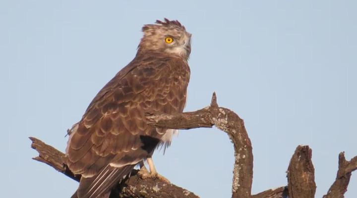 46 Fisant in Dinokeng