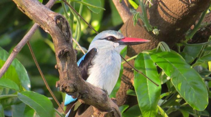 46 Fisant in Dinokeng