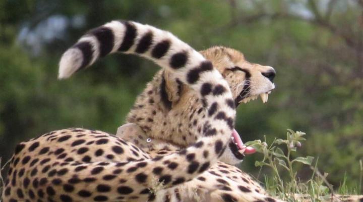 46 Fisant in Dinokeng