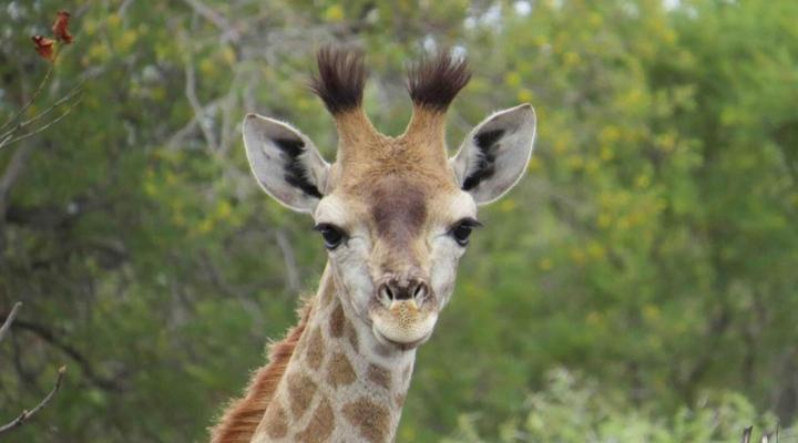 46 Fisant in Dinokeng